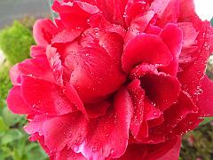 peony14 (26)